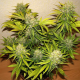 60 Day Grapefruit Auto | TanieSianie.pl