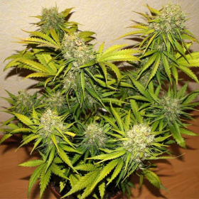 60 Day Grapefruit Auto | TanieSianie.pl