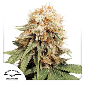 White Widow - DUTCH PASSION | TanieSianie.pl