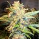 Pineapple Express Auto | TanieSianie.pl