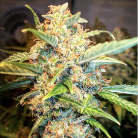 Pineapple Express Auto | TanieSianie.pl