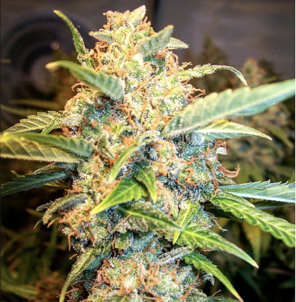 Pineapple Express Auto | TanieSianie.pl