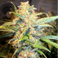 Pineapple Express Auto