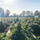 Nasiona RANIA CBD 6-8% THC 0.2-0.3% | TanieSianie.pl