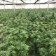 Nasiona RANIA CBD 6-8% THC 0.2-0.3% | TanieSianie.pl