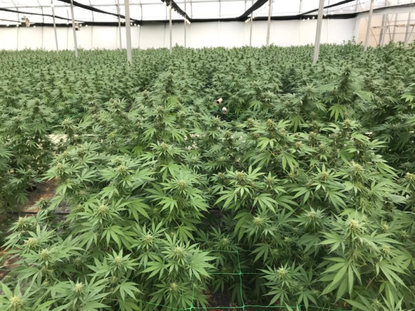 Nasiona RANIA CBD 6-8% THC 0.2-0.3% | TanieSianie.pl