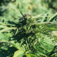 Nasiona RANIA CBD 6-8% THC 0.2-0.3% | TanieSianie.pl