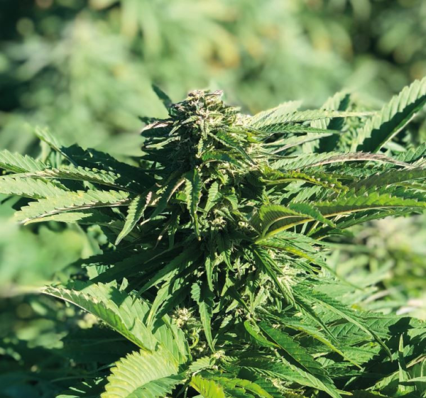 Nasiona RANIA CBD 6-8% THC 0.2-0.3% | TanieSianie.pl