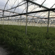 Nasiona RANIA CBD 6-8% THC 0.2-0.3% | TanieSianie.pl