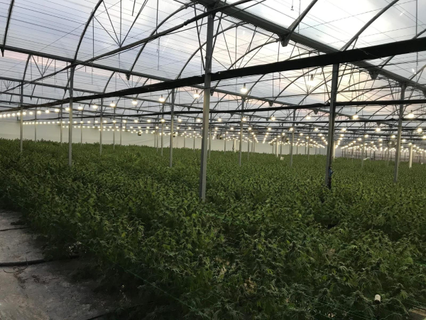 Nasiona RANIA CBD 6-8% THC 0.2-0.3% | TanieSianie.pl