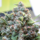 White Widow - DUTCH PASSION | TanieSianie.pl