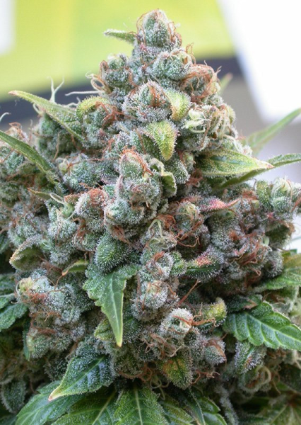 White Widow - DUTCH PASSION | TanieSianie.pl