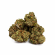 Nasiona MAXIMA CBD 6-8% THC 0.2-0.3% | TanieSianie.pl