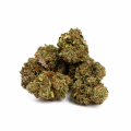 Nasiona MAXIMA CBD 6-8% THC 0.2-0.3%