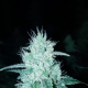 Nasiona KATE CBD 20-24% THC 0.7-0.9% | TanieSianie.pl