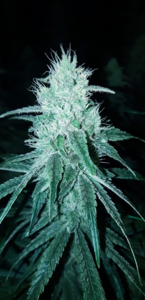 Nasiona KATE CBD 20-24% THC 0.7-0.9% | TanieSianie.pl