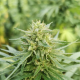 Nasiona KATE CBD 20-24% THC 0.7-0.9% | TanieSianie.pl