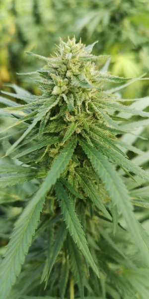 Nasiona KATE CBD 20-24% THC 0.7-0.9% | TanieSianie.pl