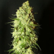 Nasiona MEGHAN CBD 15-17% THC 0.6-0.7% | TanieSianie.pl