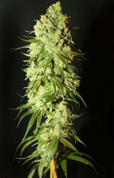 Nasiona MEGHAN CBD 15-17% THC 0.6-0.7% | TanieSianie.pl