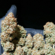 White Widow - DUTCH PASSION | TanieSianie.pl