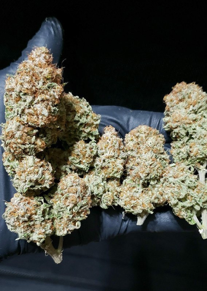 White Widow - DUTCH PASSION | TanieSianie.pl