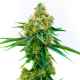 Nasiona CATHARINE CBD 14-16% THC 0.5-0.6% | TanieSianie.pl