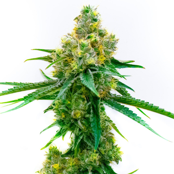 Nasiona CATHARINE CBD 14-16% THC 0.5-0.6% | TanieSianie.pl