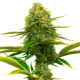 Nasiona CATHARINE CBD 14-16% THC 0.5-0.6% | TanieSianie.pl