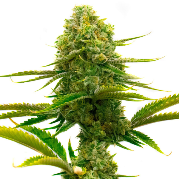Nasiona CATHARINE CBD 14-16% THC 0.5-0.6% | TanieSianie.pl