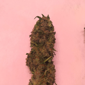 Nasiona ZARA CBG 7-9% THC 0.05-0.10% | TanieSianie.pl