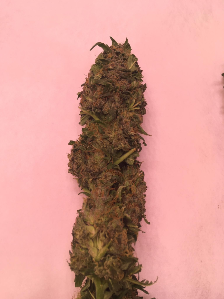 Nasiona ZARA CBG 7-9% THC 0.05-0.10% | TanieSianie.pl