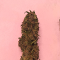 Nasiona ZARA CBG 7-9% THC 0.05-0.10%