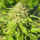 Nasiona ZARA CBG 7-9% THC 0.05-0.10% | TanieSianie.pl