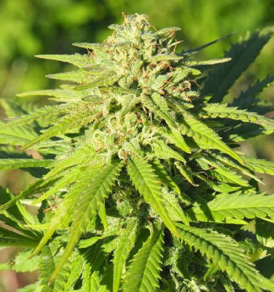Nasiona ZARA CBG 7-9% THC 0.05-0.10% | TanieSianie.pl