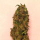Nasiona ZARA CBG 7-9% THC 0.05-0.10% | TanieSianie.pl