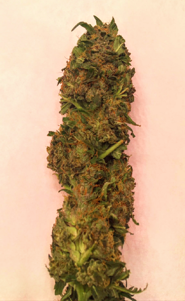 Nasiona ZARA CBG 7-9% THC 0.05-0.10% | TanieSianie.pl
