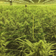 Nasiona ZARA CBG 7-9% THC 0.05-0.10% | TanieSianie.pl