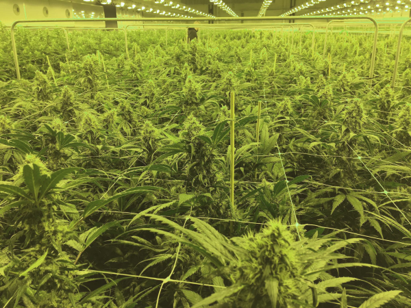 Nasiona ZARA CBG 7-9% THC 0.05-0.10% | TanieSianie.pl