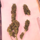 Nasiona ZARA CBG 7-9% THC 0.05-0.10% | TanieSianie.pl