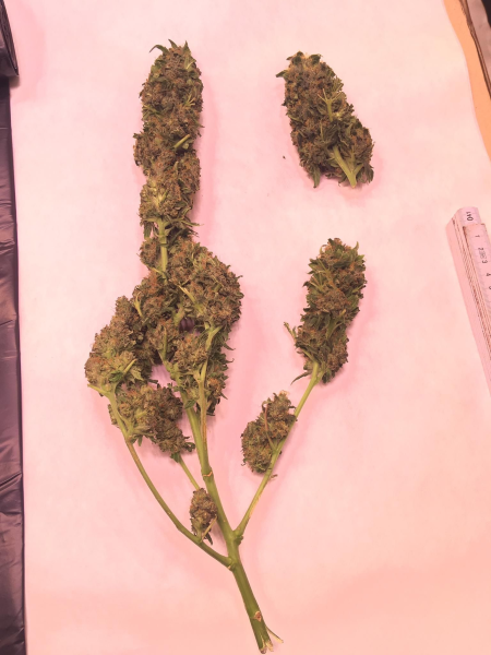Nasiona ZARA CBG 7-9% THC 0.05-0.10% | TanieSianie.pl