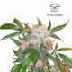 White Widow - DUTCH PASSION | TanieSianie.pl