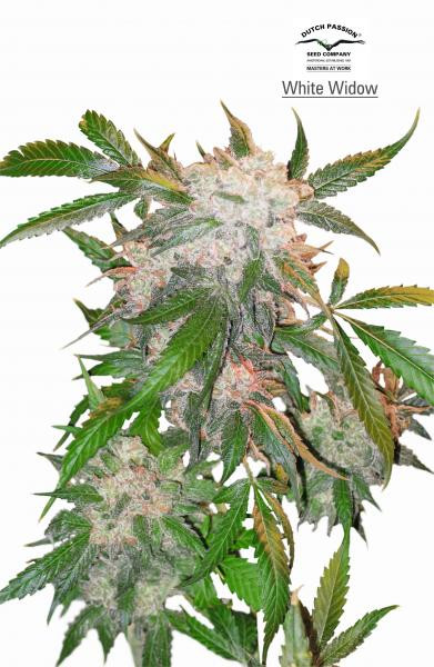 White Widow - DUTCH PASSION | TanieSianie.pl
