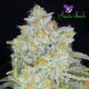Amnesia Flash Auto - ANESIA SEEDS | TanieSianie.pl