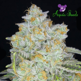 Amnesia Flash Auto - ANESIA SEEDS | TanieSianie.pl