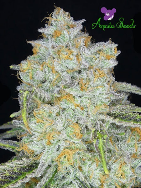 Amnesia Flash Auto - ANESIA SEEDS | TanieSianie.pl