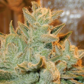 Auto Betty - ANESIA SEEDS | TanieSianie.pl