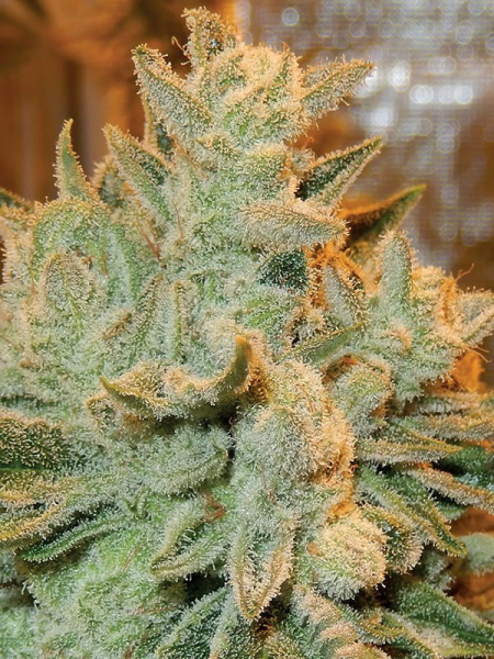 Auto Betty - ANESIA SEEDS | TanieSianie.pl