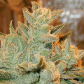 Auto Betty - ANESIA SEEDS