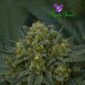Auto Blackberry Moonrocks - ANESIA SEEDS | TanieSianie.pl